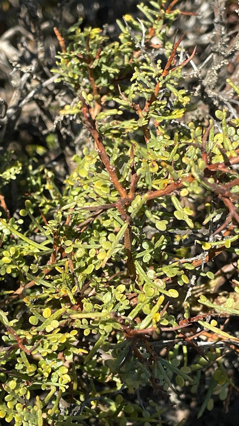 Pahuen photo 6