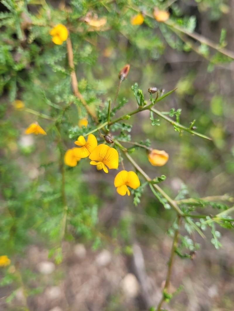 Pahuen photo 7