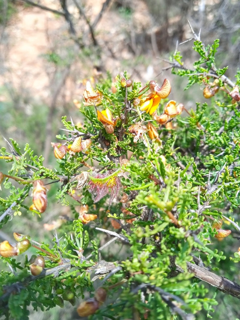 Pahuen photo 8