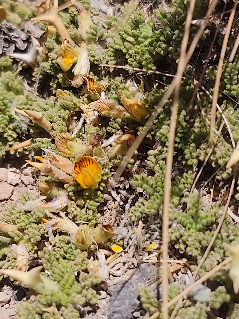 Adesmia minor photo 6