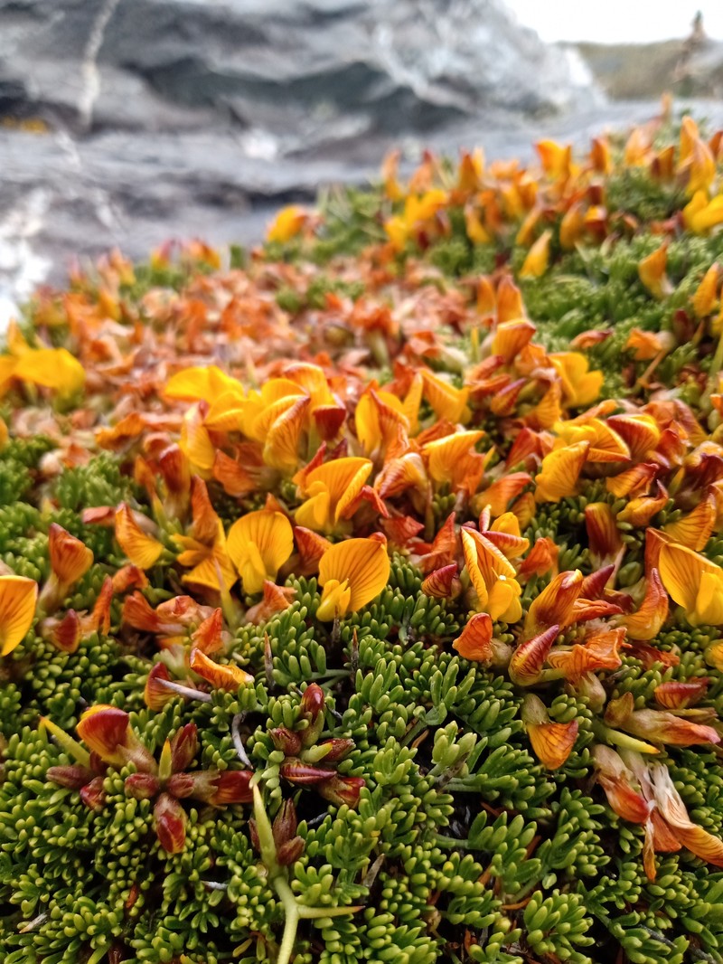 Adesmia minor var. minor