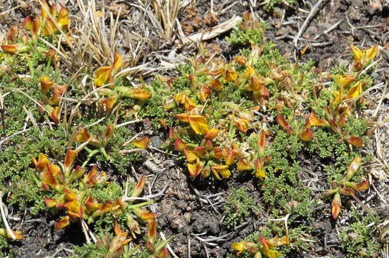 Adesmia minor var. minor photo 2