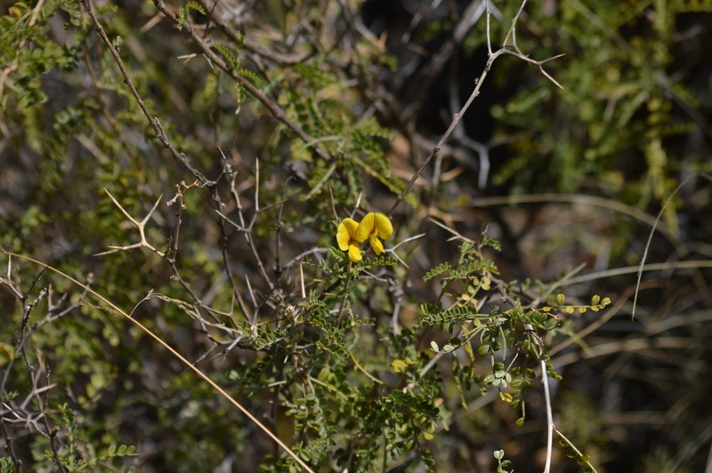 Adesmia miraflorensis