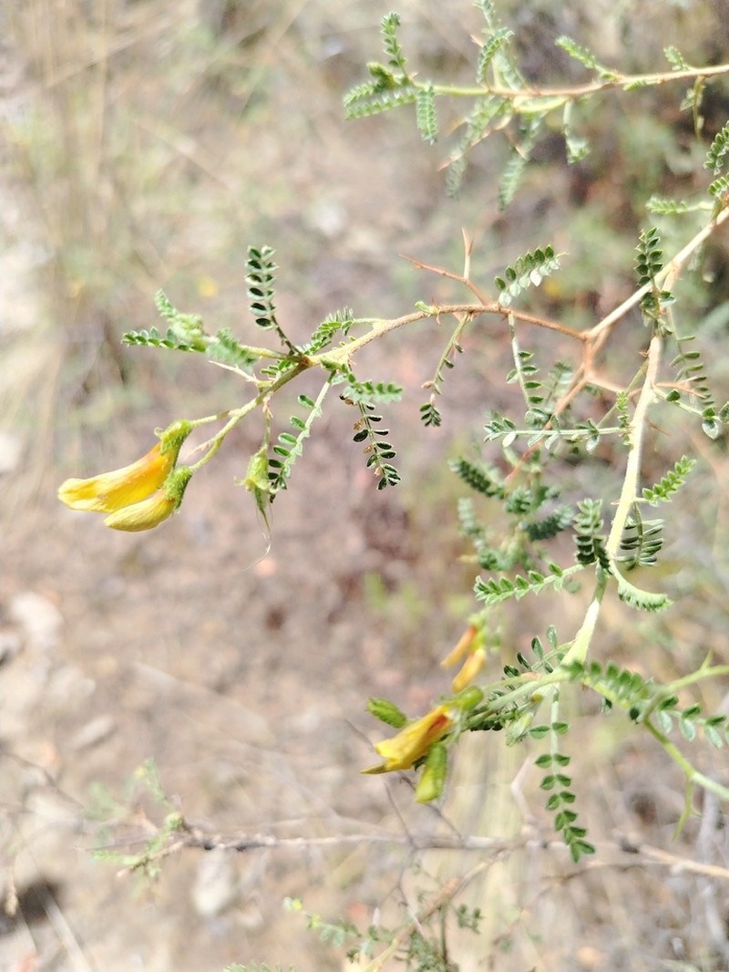 Adesmia miraflorensis photo 2
