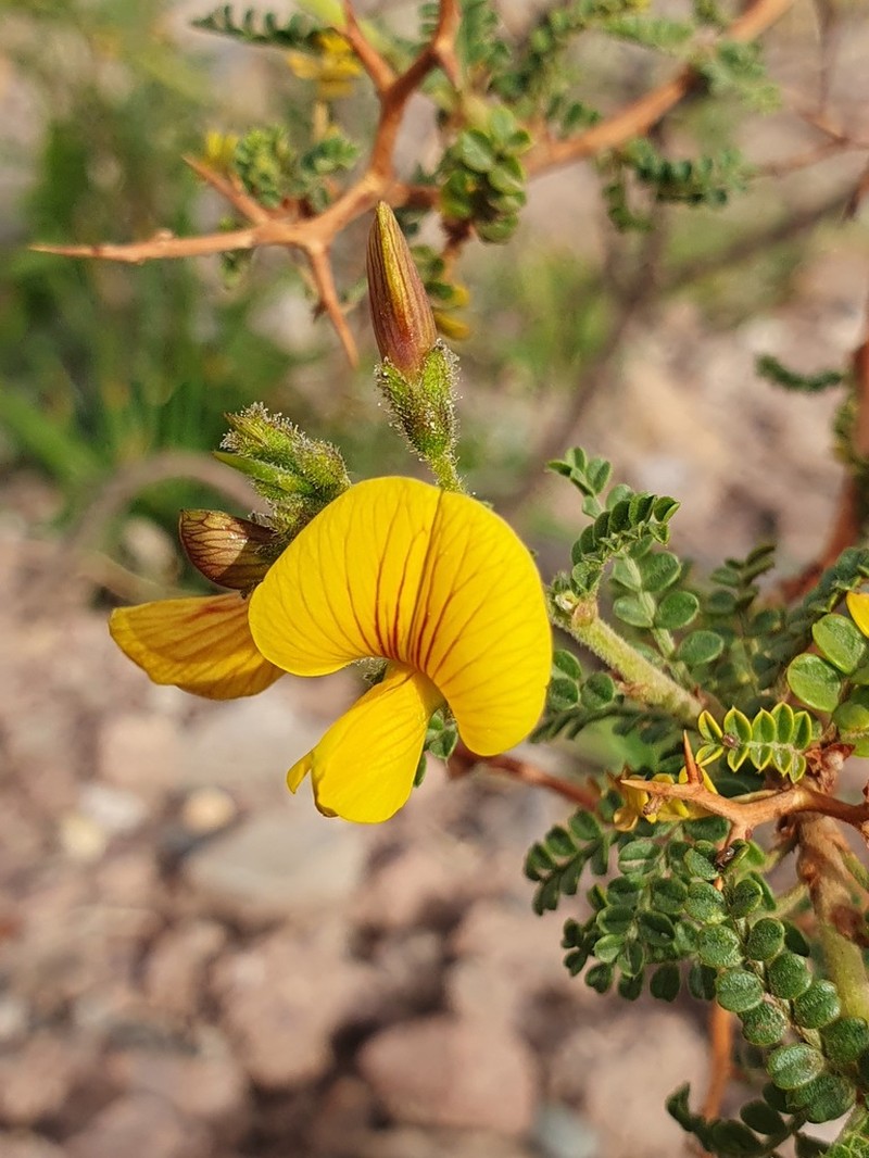 Adesmia miraflorensis photo 3
