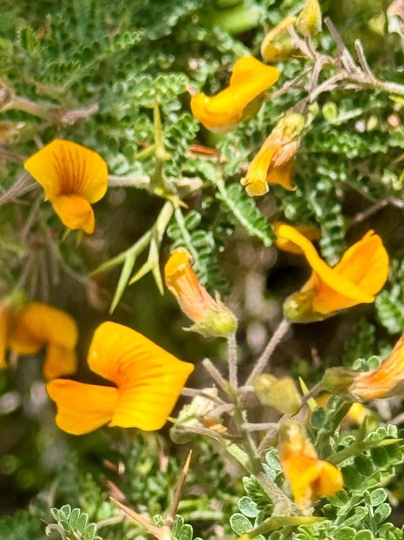 Adesmia miraflorensis photo 4