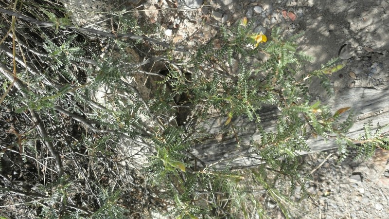 Adesmia miraflorensis photo 6