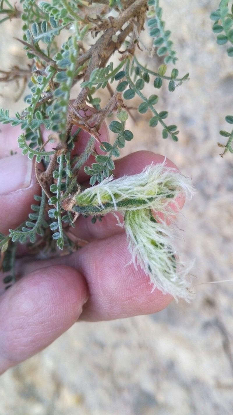 Adesmia miraflorensis photo 8
