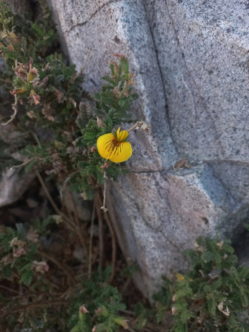 Adesmia monosperma