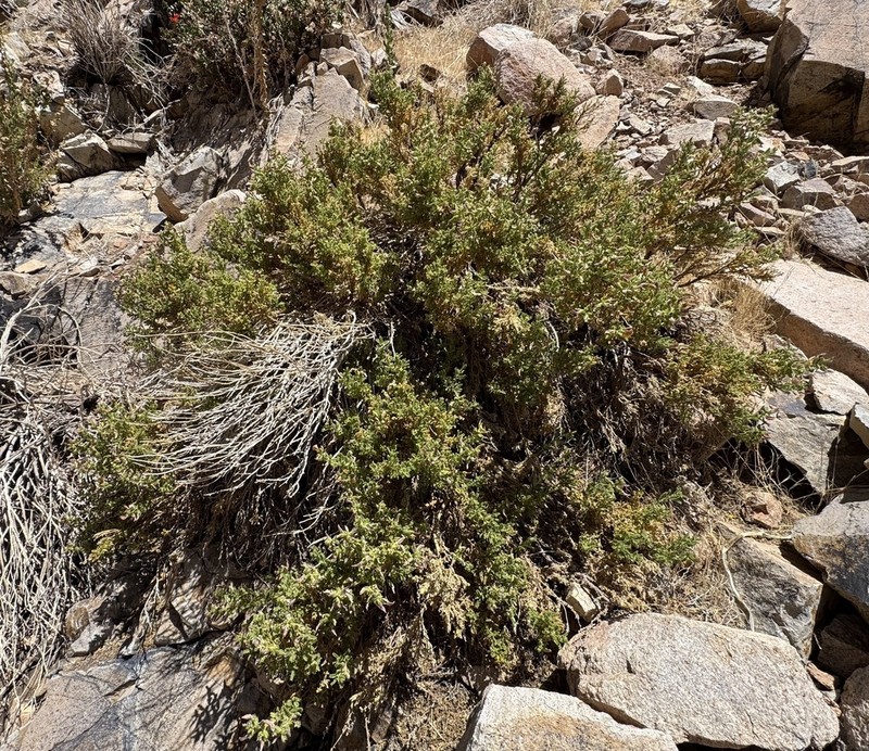 Adesmia monosperma photo 2
