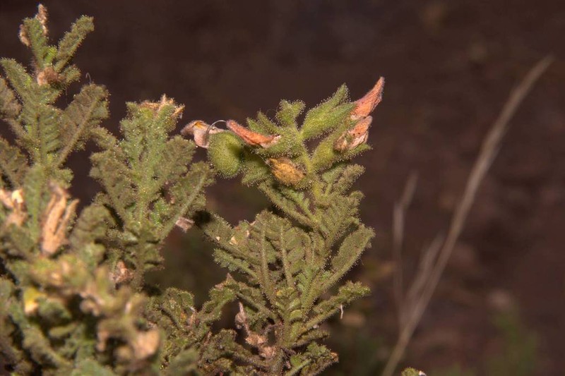 Adesmia monosperma photo 4