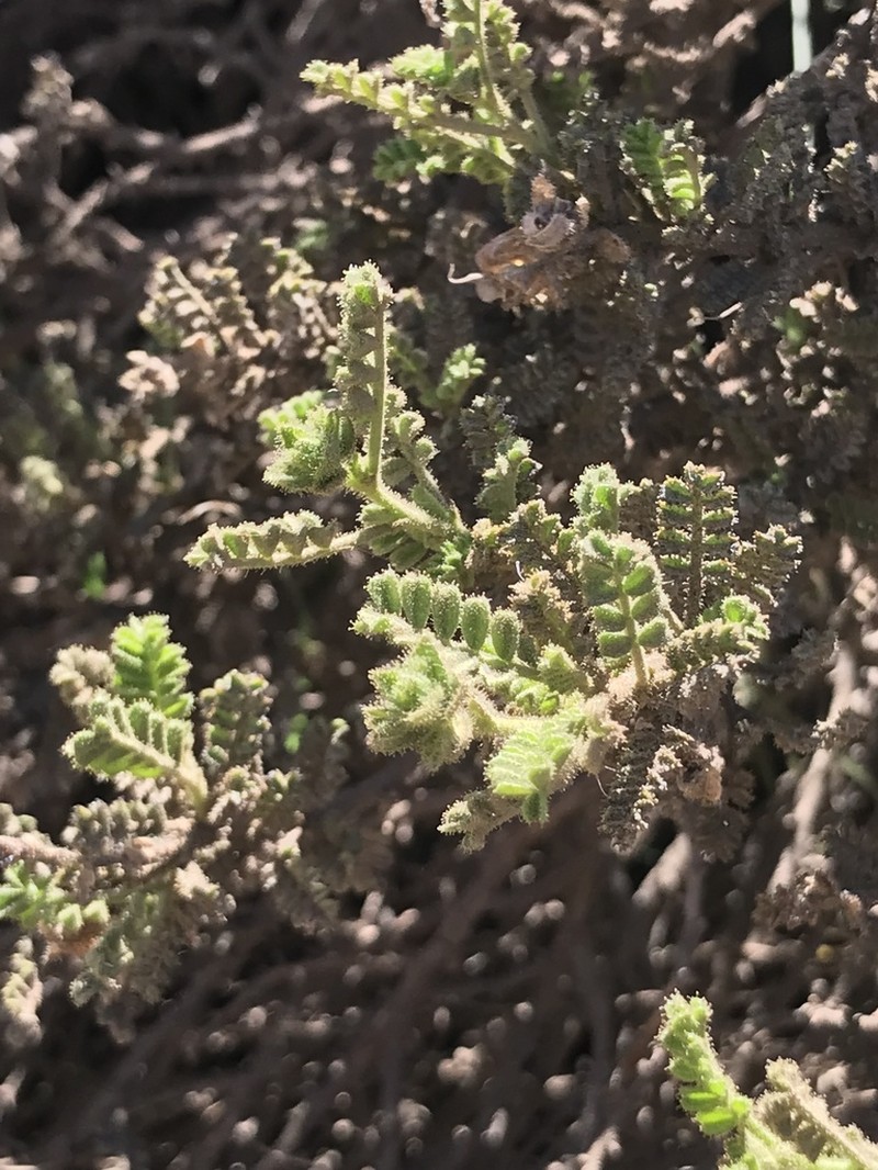 Adesmia monosperma photo 5