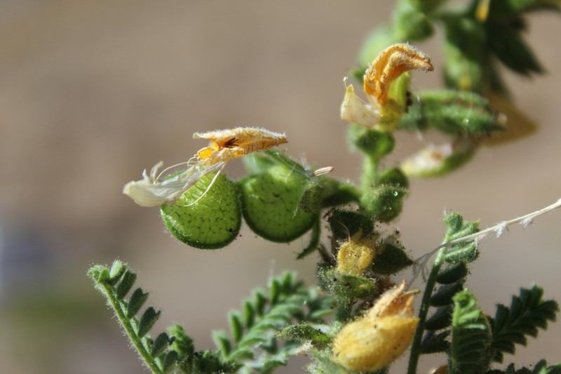 Adesmia monosperma photo 7