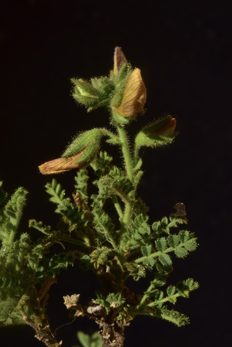 Adesmia monosperma photo 8