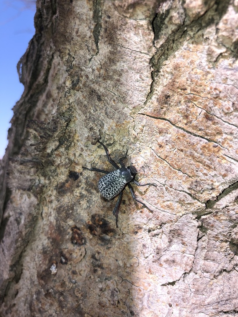 Adesmia montana