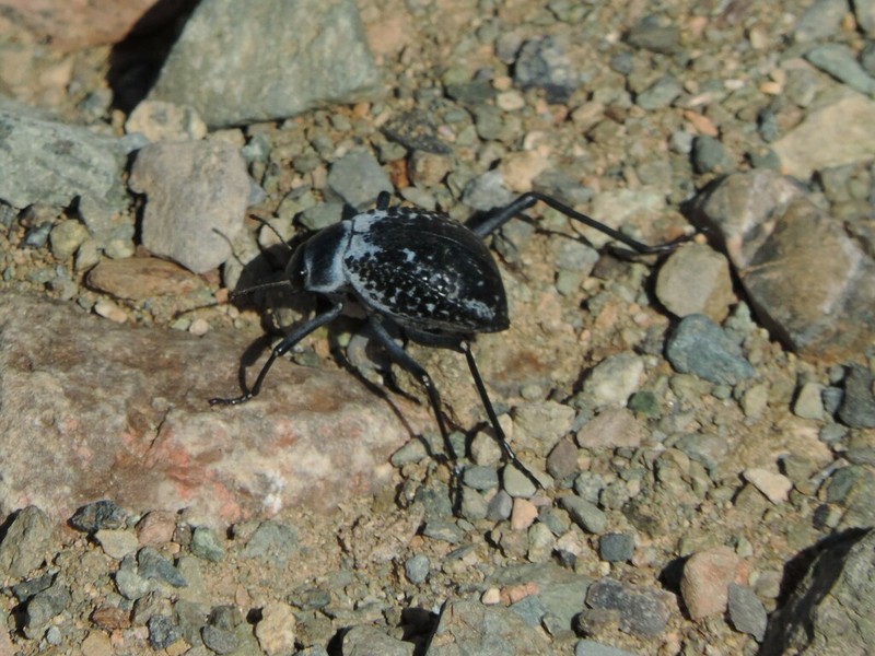 Adesmia montana photo 3