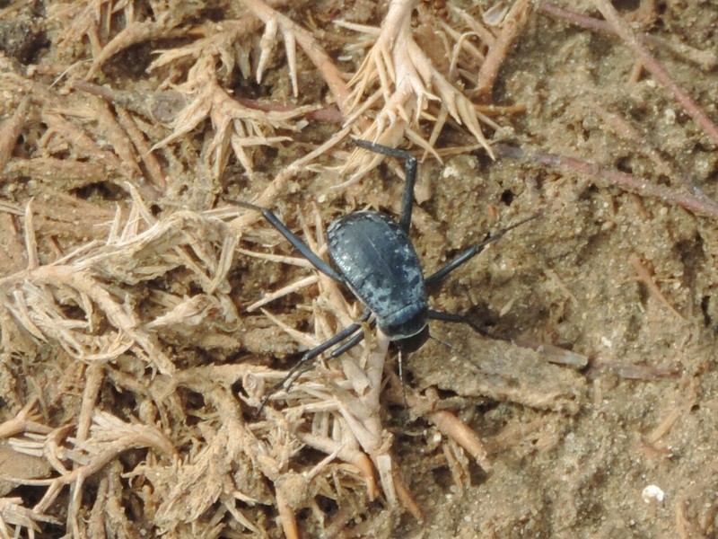 Adesmia montana photo 4
