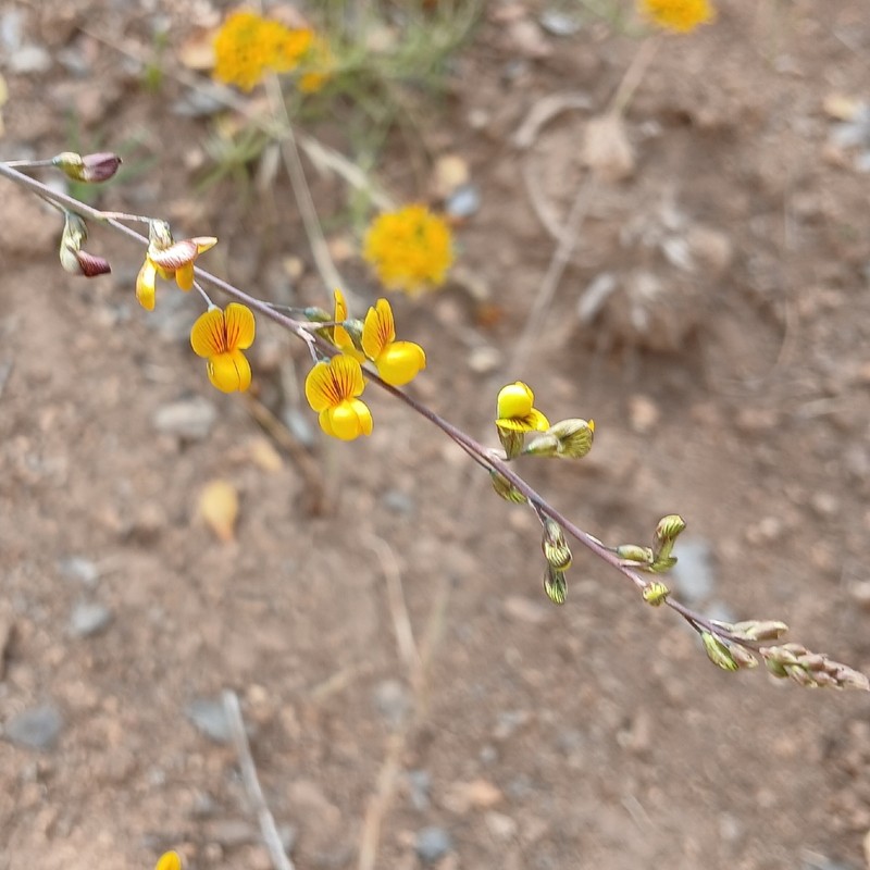 Adesmia mucronata