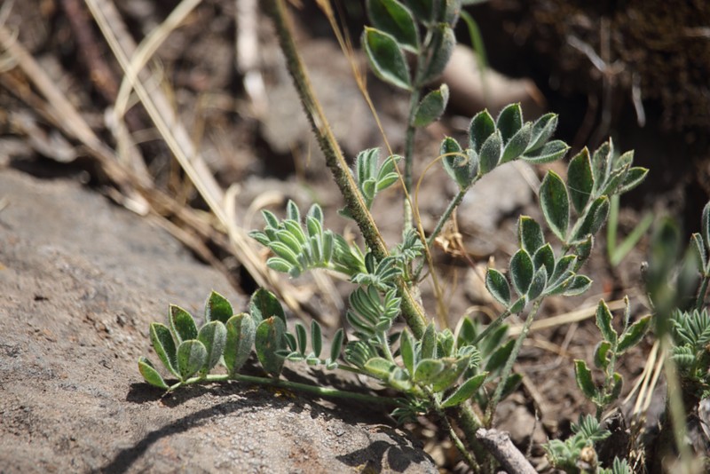 Adesmia mucronata photo 2