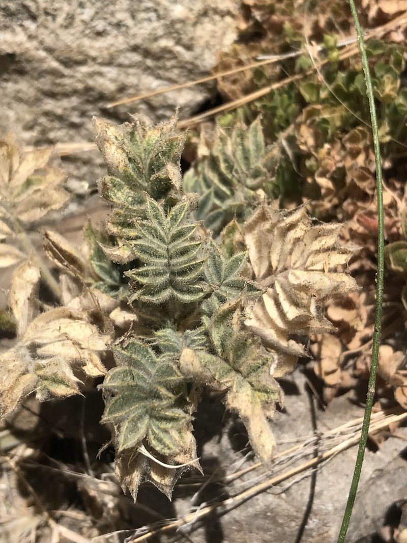 Adesmia mucronata photo 3