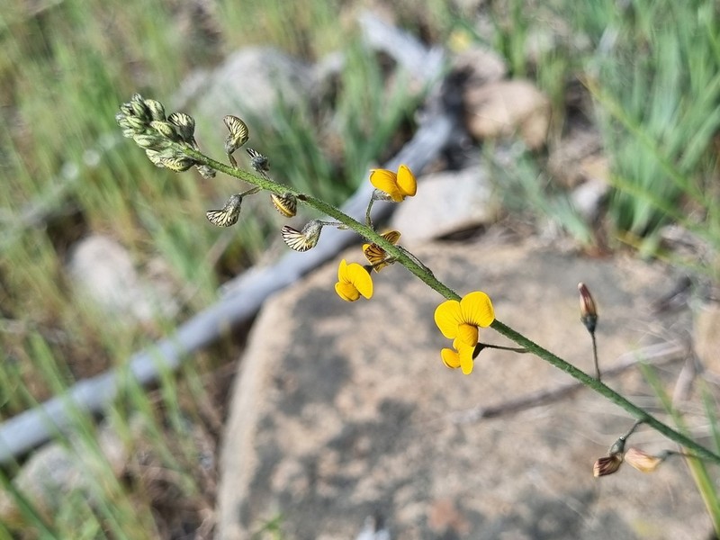 Adesmia mucronata photo 4