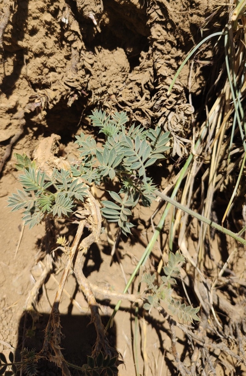 Adesmia mucronata photo 5