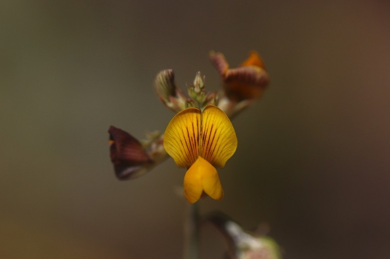 Adesmia mucronata photo 6