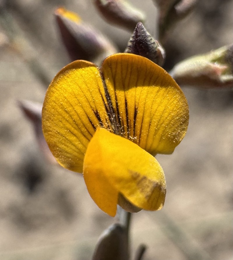 Adesmia mucronata photo 7