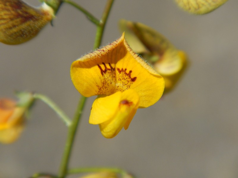 Adesmia multicuspis