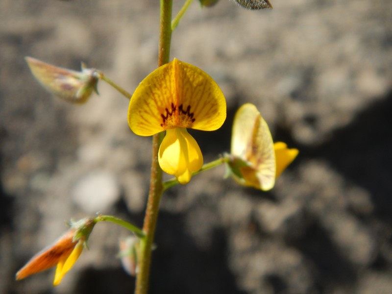 Adesmia multicuspis photo 2