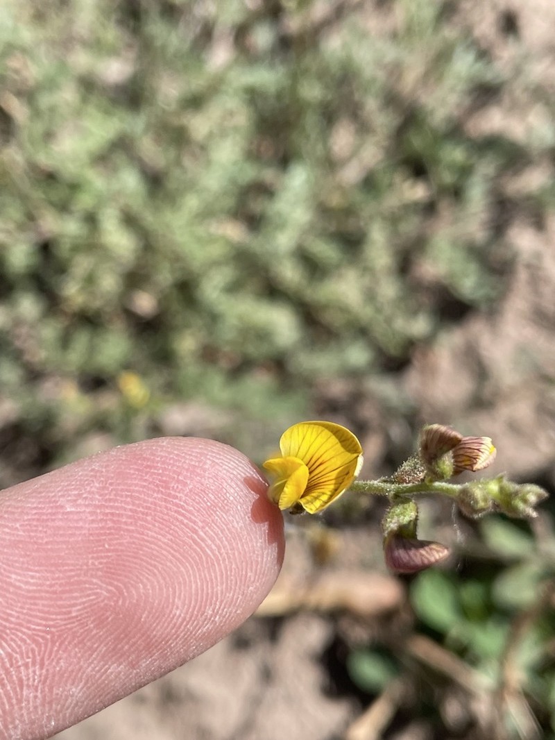 Adesmia muricata
