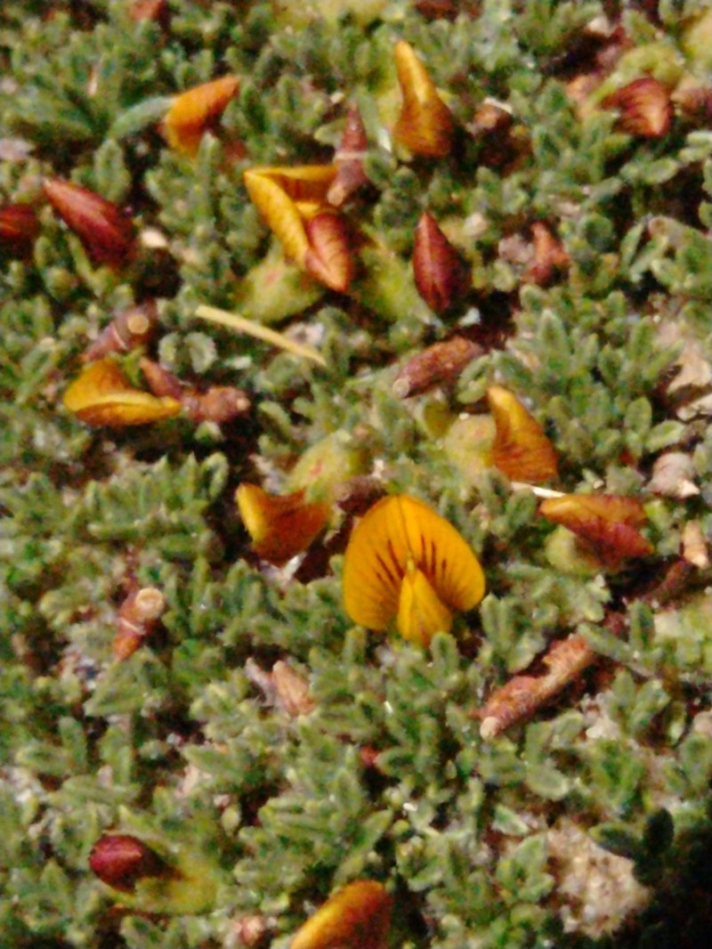 Adesmia nanolignea