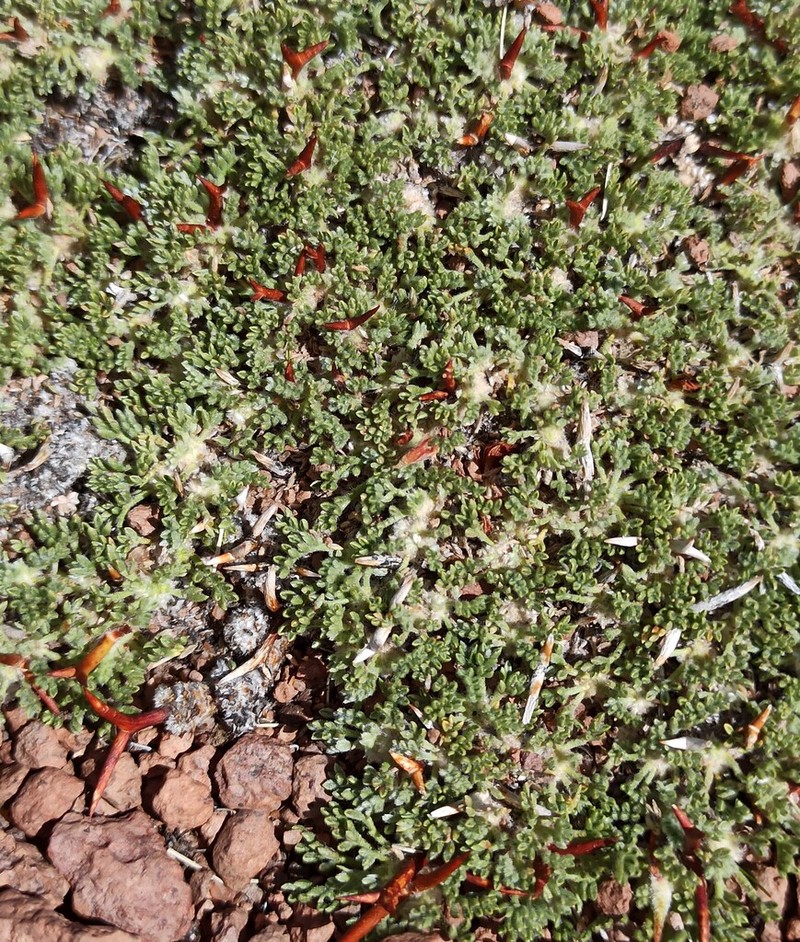 Adesmia nanolignea photo 2