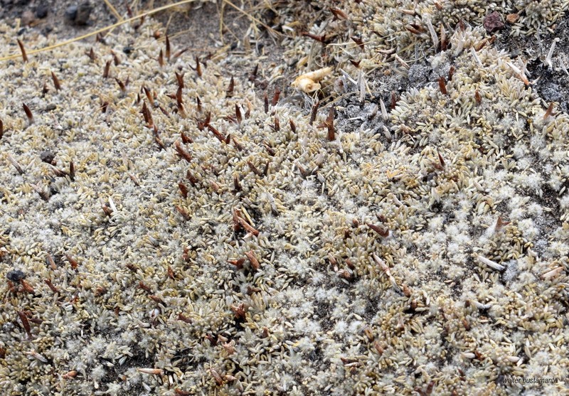 Adesmia nanolignea photo 3