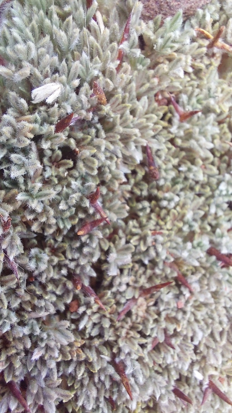 Adesmia nanolignea photo 6