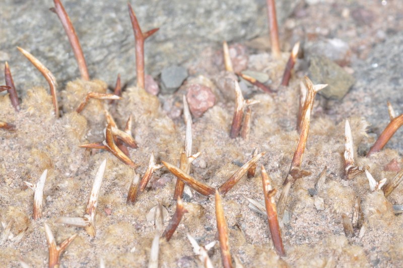 Adesmia nanolignea photo 7