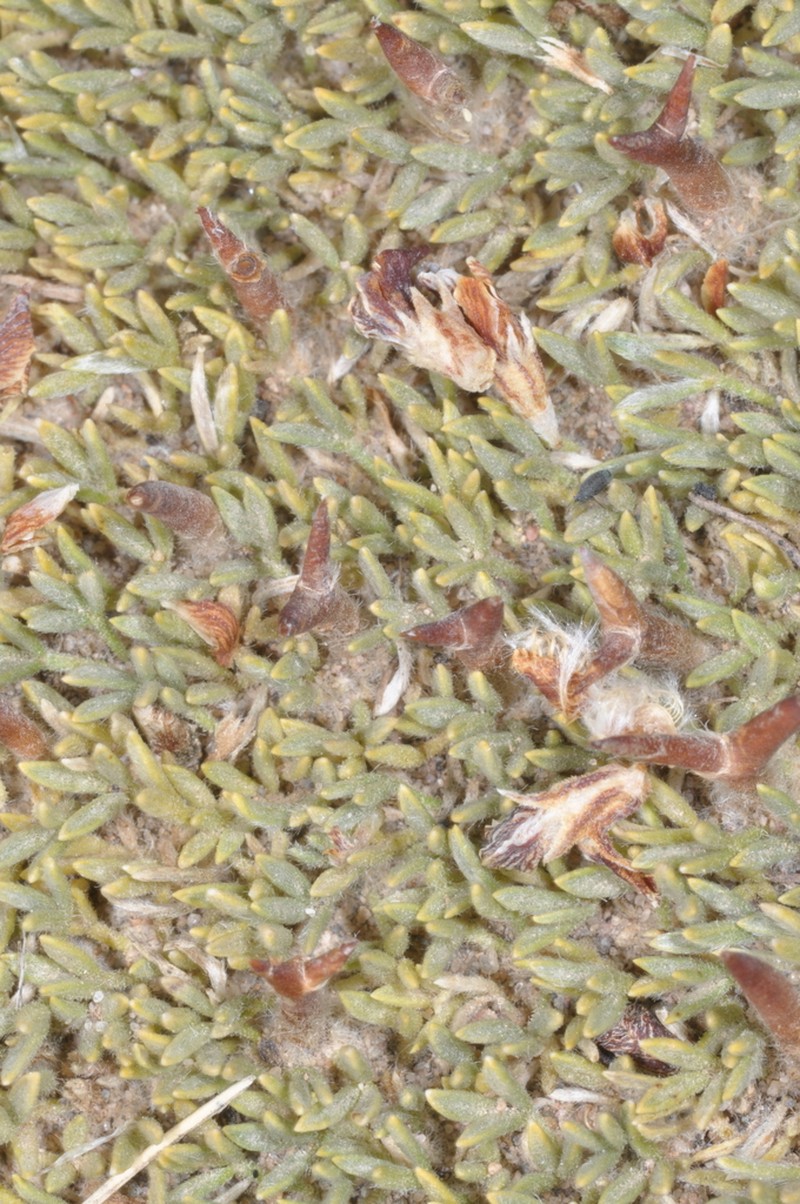 Adesmia nanolignea photo 8