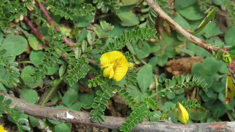 Adesmia neuquenensis photo 5