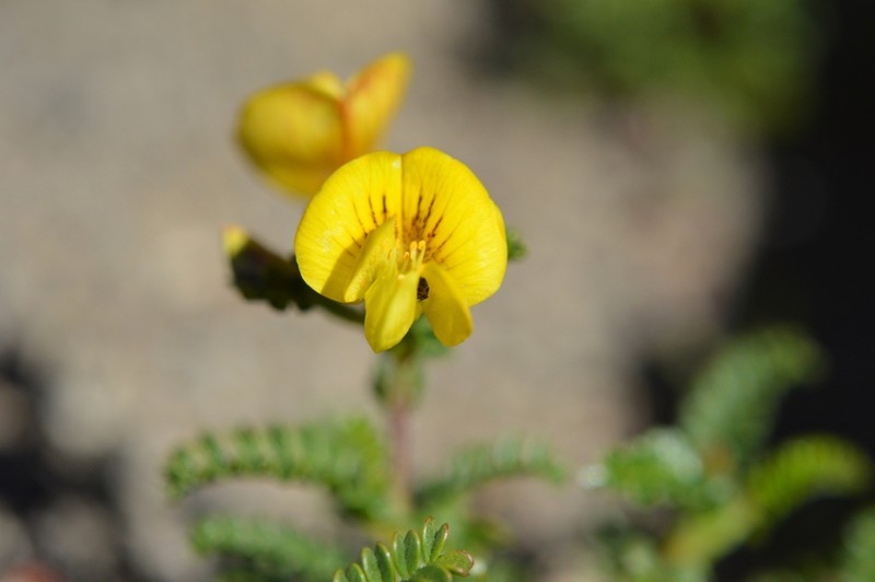 Adesmia neuquenensis photo 6