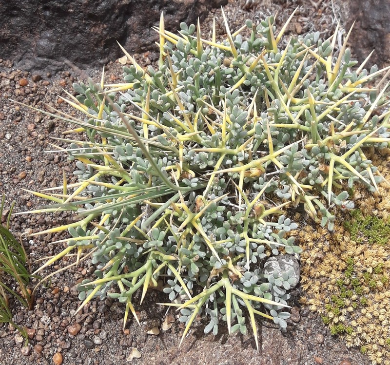 Adesmia obcordata