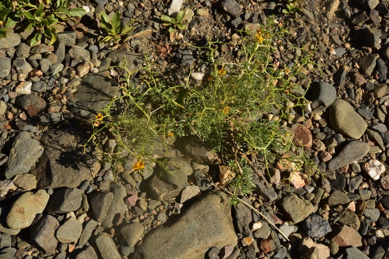 Adesmia obcordata photo 2