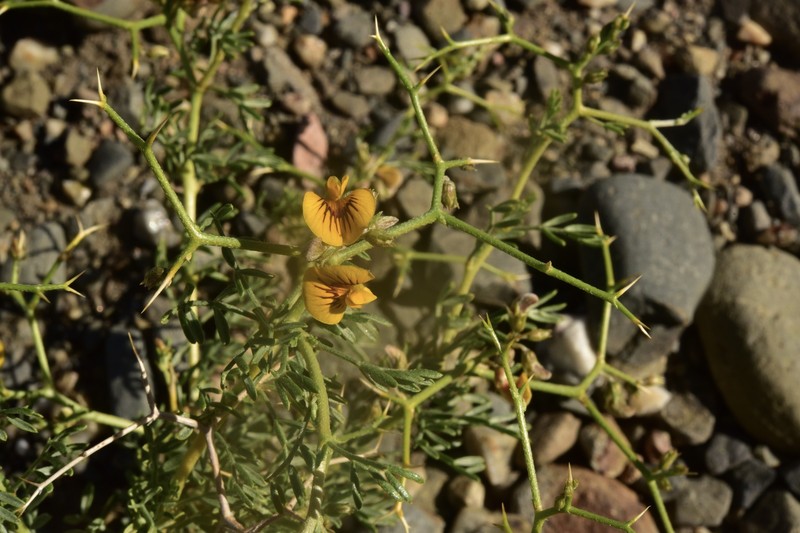 Adesmia obcordata photo 4