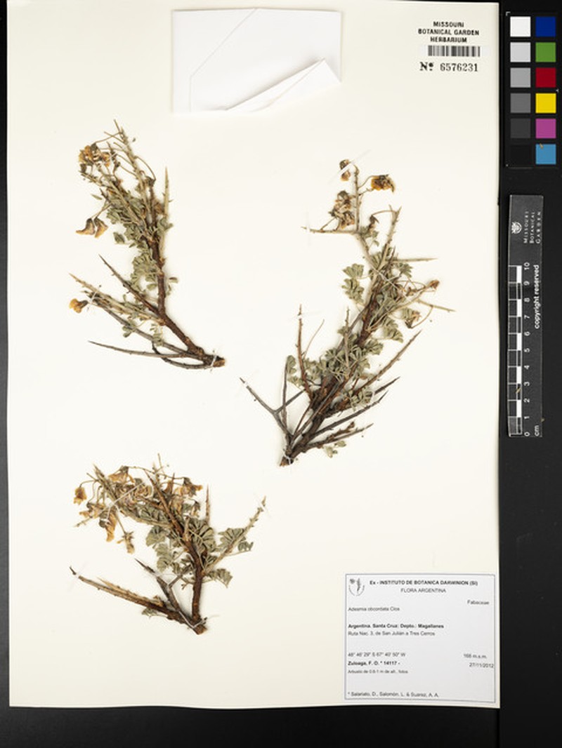 Adesmia obcordata photo 5