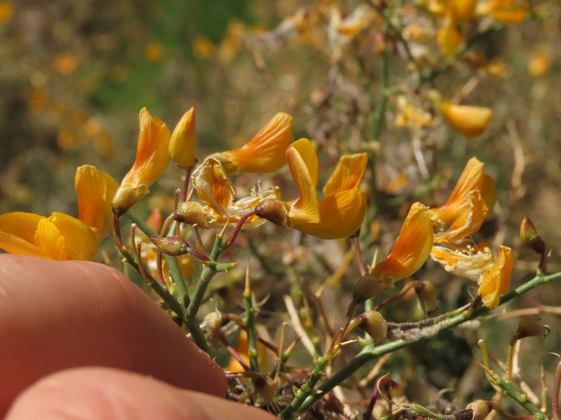 Adesmia obovata