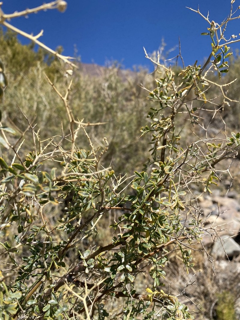 Adesmia obovata photo 2