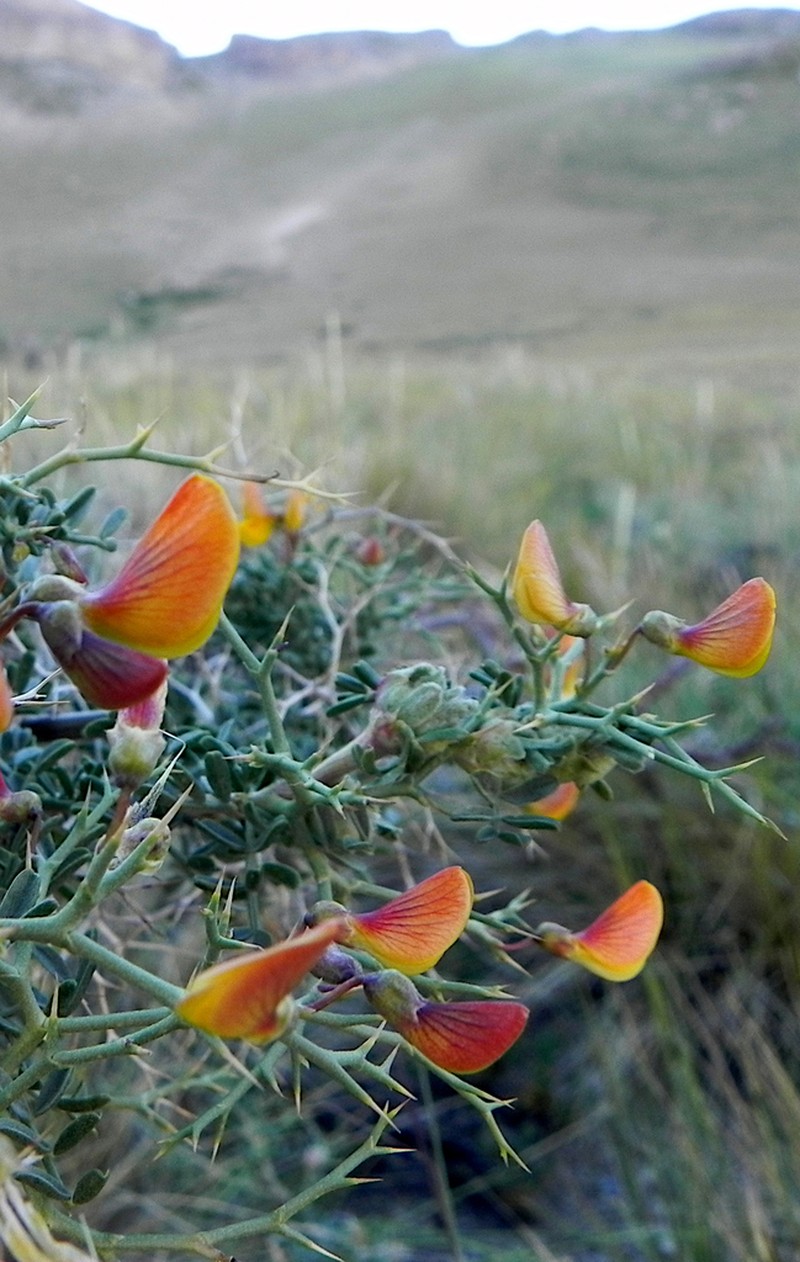 Adesmia obovata photo 3
