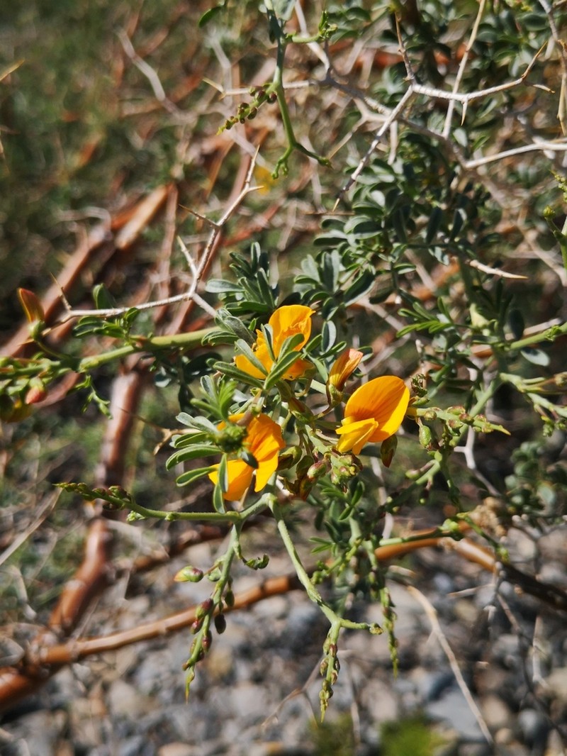 Adesmia obovata photo 4
