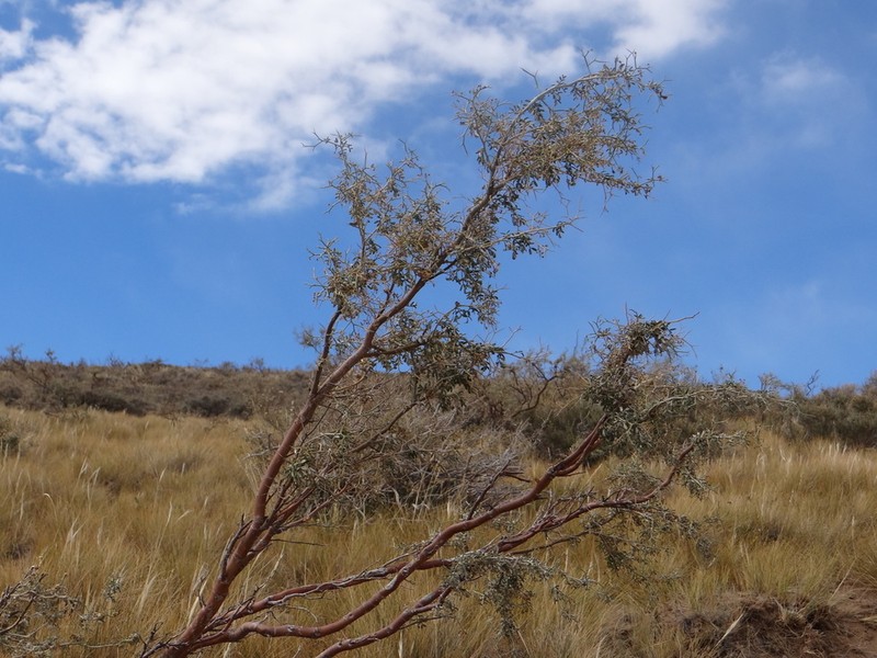 Adesmia obovata photo 5