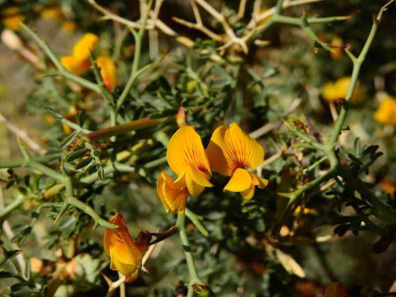 Adesmia obovata photo 6