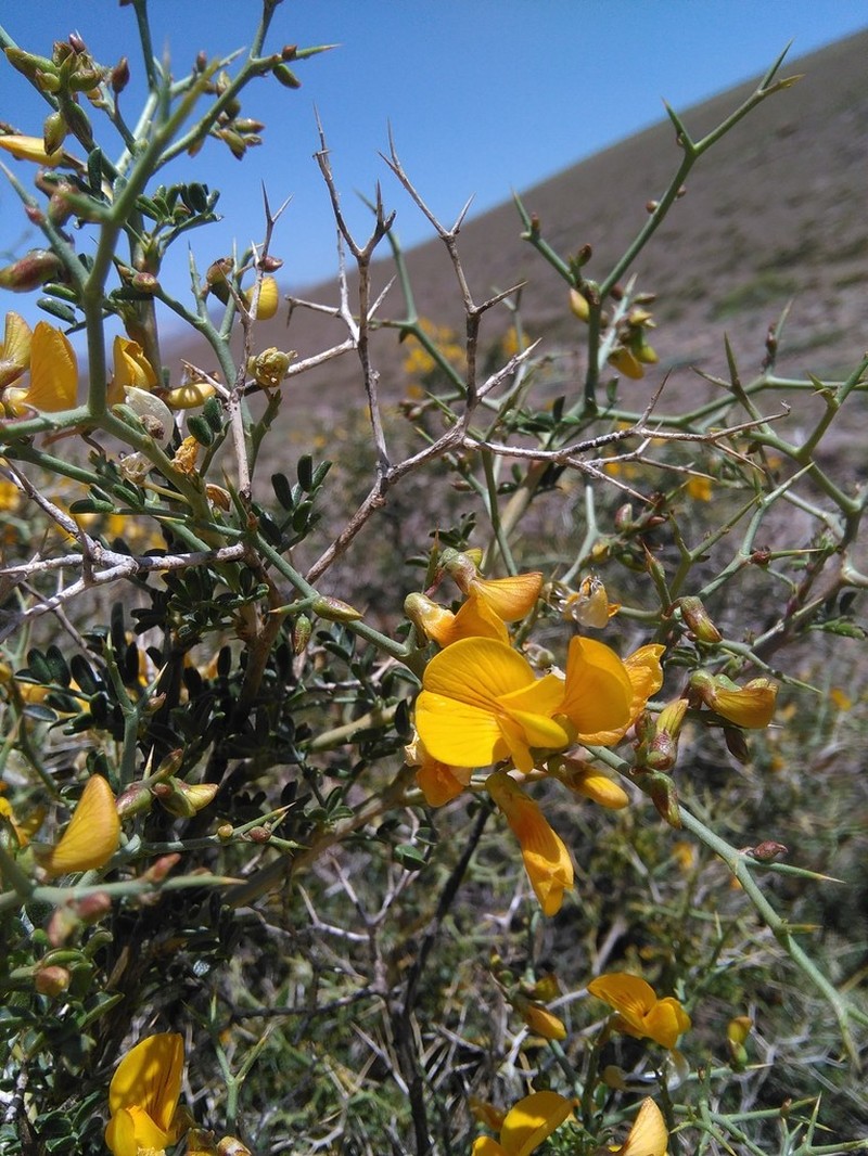 Adesmia obovata photo 7